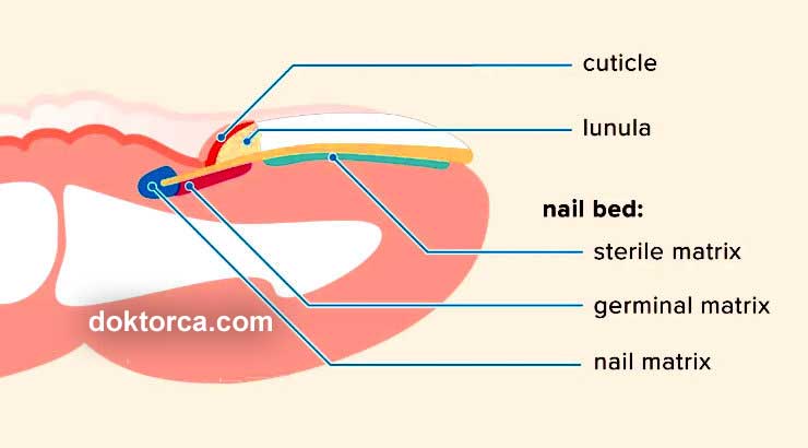 tırnak anatomisi