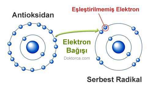 Antioksidan nedir?