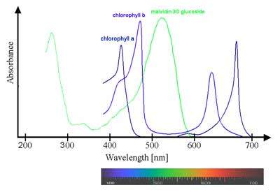 Güneş ışığı farklı renklerden oluşur; her biri 400 ila 700 nanometre (nm) arasında değişen farklı bir dalga boyuna sahiptir (1 Nanometre nm 1 metrenin milyarda biridir). 