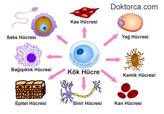 Kök Hücre nedir?